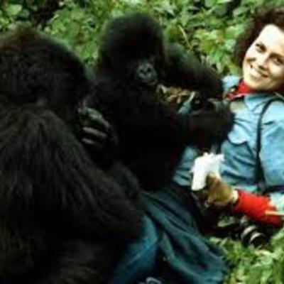Timeline: Dian Fossey