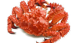 Timeline: Historia de las Teorías evolucionistas