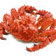 Cangrejo de rey de kamchatka aislado en blanco 98003127