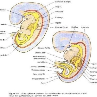 Timeline: Embriologia Del Aparato Digestivo