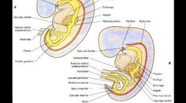 Timeline: Embriologia Del Aparato Digestivo