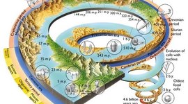 Timeline: LA EVOLUCION DE LA VIDA