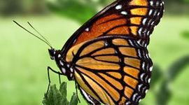 Timeline: Ο κύκλος ζωής της πεταλούδας