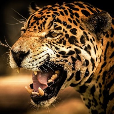 Timeline: La fotogría a travez de la historia