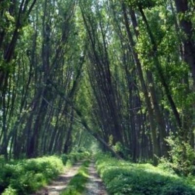 Timeline: Κοτζά Ορμάν το παραποτάμιο δάσος του Νέστου