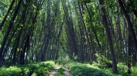 Timeline: Κοτζά Ορμάν το παραποτάμιο δάσος του Νέστου