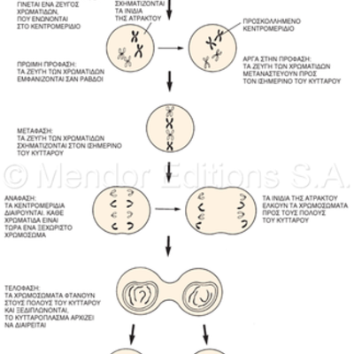 Timeline: κυτταρική διαίρεση