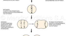 Timeline: κυτταρική διαίρεση