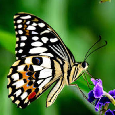 Timeline: Στάδια ανάπτυξης πεταλούδας