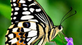 Timeline: Στάδια ανάπτυξης πεταλούδας