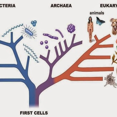 Timeline: ¿Cómo surgió la clasificación?