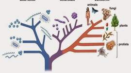 Timeline: ¿Cómo surgió la clasificación?