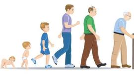 Timeline: Desarrollo Sexual desde la Infancia hasta la Senectud