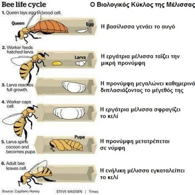 Timeline: Η ζωή της πεταλούδας
