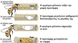 Timeline: Η ζωή της πεταλούδας