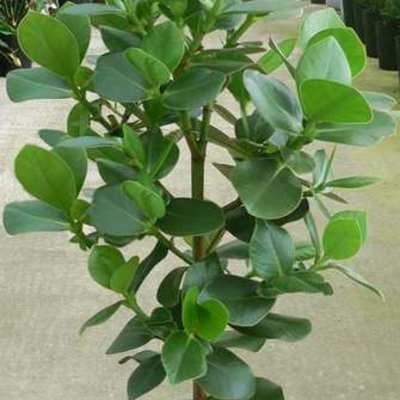 Timeline: Propagación de Duco (Clusia sp.) por esqueje