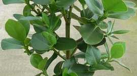 Timeline: Propagación de Duco (Clusia sp.) por esqueje