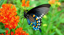 Timeline: ο κύκλος ζωής της πεταλούδας