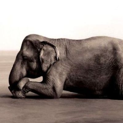 Timeline: Derecho de los animales