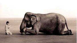 Timeline: Derecho de los animales