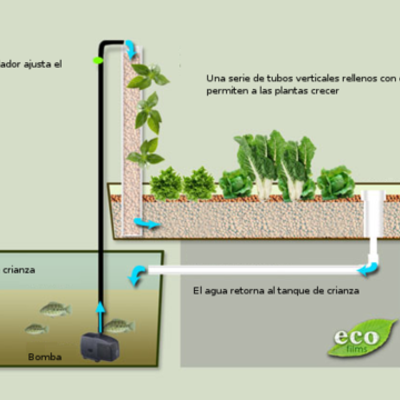 Timeline: Sistemas Acuaponicos