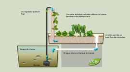 Timeline: Sistemas Acuaponicos