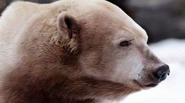 Timeline: Pizzly Bears