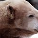 20131007023018polar and grizzly hybrid nickolay lamm web