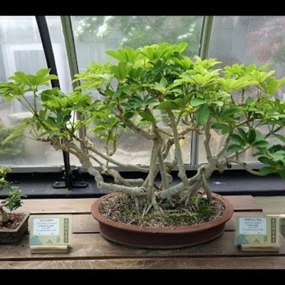 Timeline: HISTORIA DE LOS BONSAIS