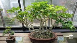 Timeline: HISTORIA DE LOS BONSAIS