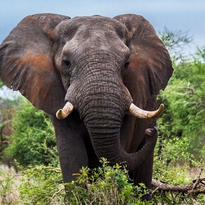 Timeline: Current Event - Wildlife Poaching