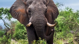 Timeline: Current Event - Wildlife Poaching