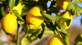 Timeline: lavia dei limoni