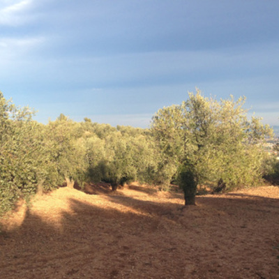 Timeline: Història de l'oli