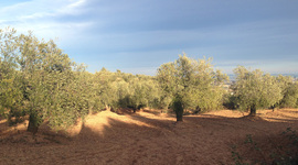 Timeline: Història de l'oli