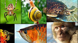 Timeline: historia de clasificación de los seres vivos