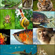 Animal diversity