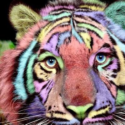 Timeline: LINEA DE TIEMPO