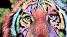 Timeline: LINEA DE TIEMPO