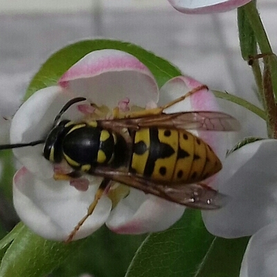 Timeline: COCO CHANEL