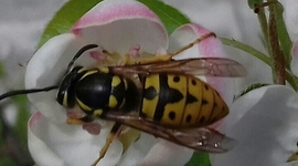 Timeline: COCO CHANEL