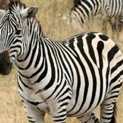 Timeline: la invención de las redes sociales