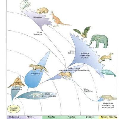 Timeline: EVOLUCIÓN DE LOS MAMIFEROS