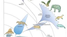 Timeline: EVOLUCIÓN DE LOS MAMIFEROS