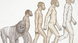 Timeline: Evolución de la vida en la tierra