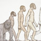 Human evolution 540x380