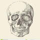 Crâne humain illustration de vintage gravée 54424760