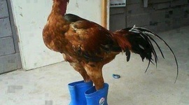 Timeline: History Timeline