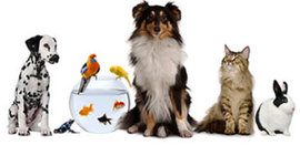 Timeline: House creatures