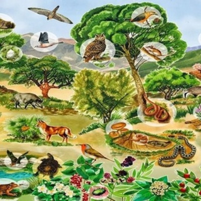 Timeline: LA ADAPTACIÓN DE LOS SERES VIVOS EN EL MEDIO A TRAVÉS DEL TIEMPO